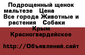 Подрощенный щенок мальтезе › Цена ­ 15 000 - Все города Животные и растения » Собаки   . Крым,Красногвардейское